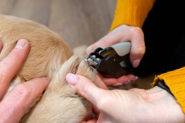 Kadın, genç golden retriever 'ın pençelerini özel bir makasla kesiyor..