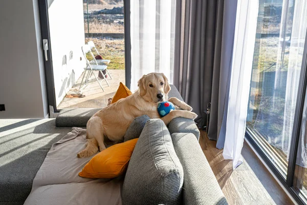 Jeune Homme Golden Retriever Est Allongé Sur Dossier Canapé Dans — Photo