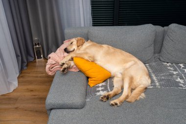 Genç bir Golden Retriever sarı yastıklar ve battaniyeyle bir evin oturma odasında bir kanepede uyuyor..