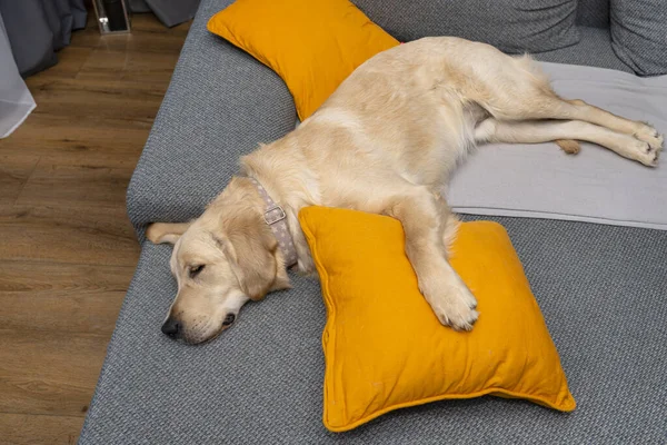 Genç Bir Golden Retriever Sarı Yastıklar Battaniyeyle Bir Evin Oturma — Stok fotoğraf