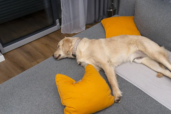 一只年轻的金毛猎犬睡在家里客厅的沙发上 睡在黄色的枕头和毛毯上 — 图库照片