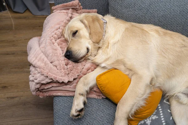 Young Male Golden Retriever Sleeping Couch Home Living Room Yellow — Stock Photo, Image