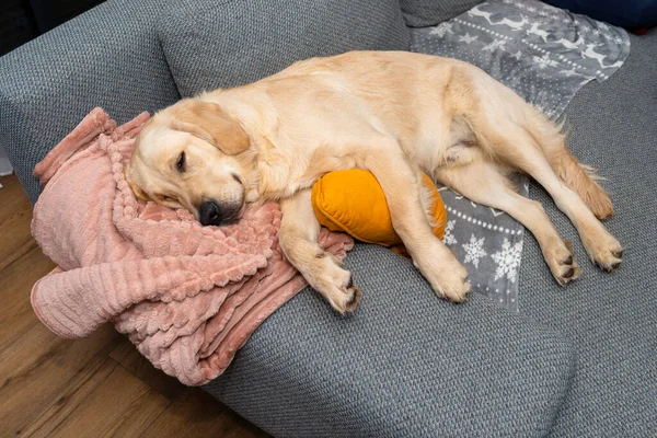 Genç Bir Golden Retriever Sarı Yastıklar Battaniyeyle Bir Evin Oturma — Stok fotoğraf