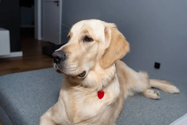 Jovem Homem Golden Retriever Está Deitado Sofá Uma Sala Estar — Fotografia de Stock