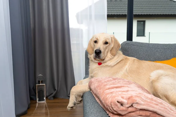 Jovem Homem Golden Retriever Está Deitado Sofá Uma Sala Estar — Fotografia de Stock