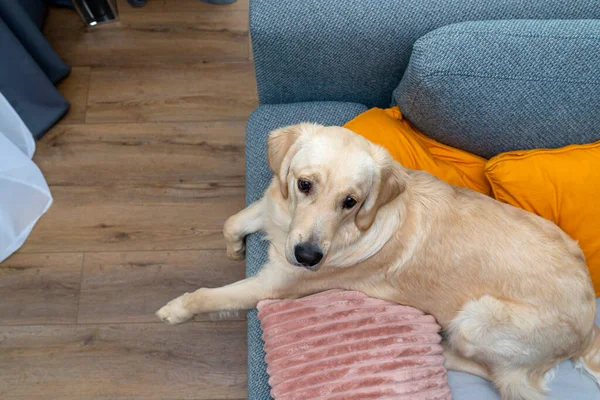 Jovem Homem Golden Retriever Está Deitado Sofá Uma Sala Estar — Fotografia de Stock