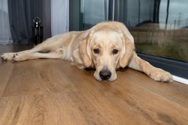 Genç bir erkek Golden Retriever oturma odasındaki büyük teras penceresinin altındaki güneş ışınlarında vinil panellerde dinleniyor.