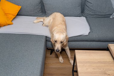 Genç bir erkek Golden Retriever evin oturma odasındaki kanepeden kalkmaya çalışıyor..