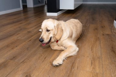 Genç bir Golden Retriever, bir evin oturma odasındaki modern vinil panellere uzanır. Arka plandaki mobilyalar görünür..