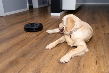 Genç bir erkek golden retriever, bir evin oturma odasında, arka planda robot temizleyicisi olan modern vinil panellerde yatıyor..