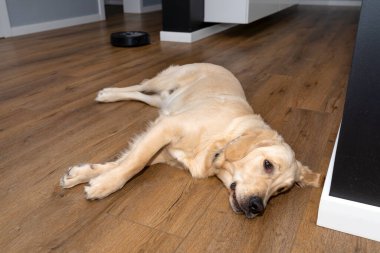 Genç bir erkek golden retriever, bir evin oturma odasında, arka planda robot temizleyicisi olan modern vinil panellerde yatıyor..