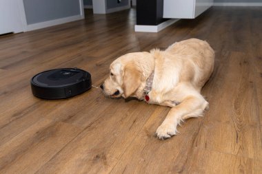 Genç bir erkek golden retriever, bir evin oturma odasında, arka planda robot temizleyicisi olan modern vinil panellerde yatıyor..