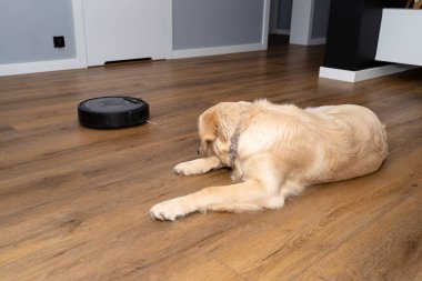 Genç bir erkek golden retriever, bir evin oturma odasında, arka planda robot temizleyicisi olan modern vinil panellerde yatıyor..