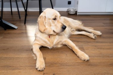 Genç bir Golden Retriever, bir evin oturma odasındaki modern vinil panellere uzanır. Arka plandaki mobilyalar görünür..