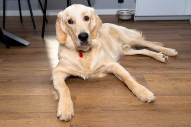 Genç bir Golden Retriever, bir evin oturma odasındaki modern vinil panellere uzanır. Arka plandaki mobilyalar görünür..