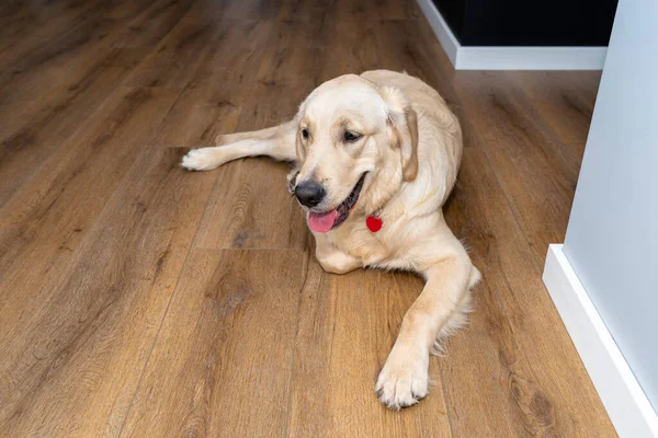Genç bir Golden Retriever, bir evin oturma odasındaki modern vinil panellere uzanır. Arka plandaki mobilyalar görünür..