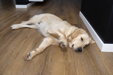 Genç bir erkek golden retriever ön pençesi havada bir evin oturma odasındaki modern vinil kalasların üzerinde yatıyor..