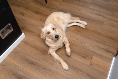 Genç bir erkek golden retriever ön pençesi havada bir evin oturma odasındaki modern vinil kalasların üzerinde yatıyor..