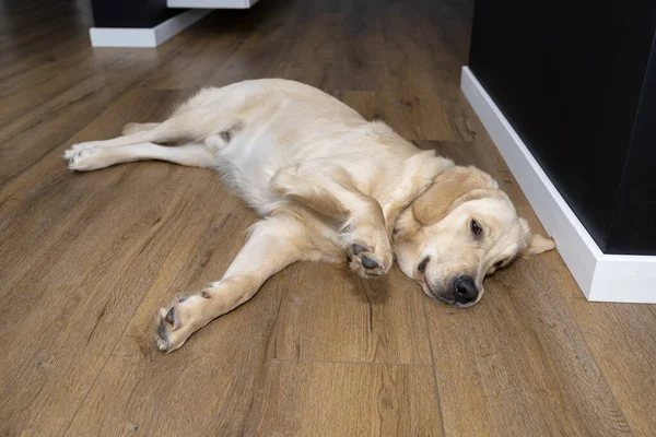 Ung Man Golden Retriever Ligger Moderna Vinyl Plankor Vardagsrummet Ett — Stockfoto