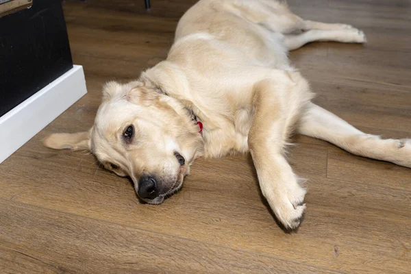 Homem Jovem Golden Retriever Encontra Tábuas Vinil Modernas Sala Estar — Fotografia de Stock