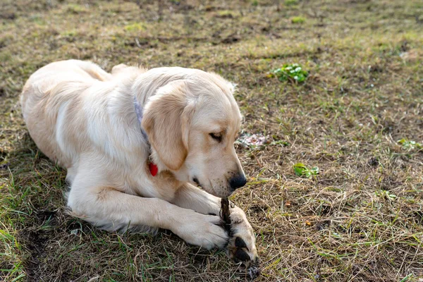 一只年轻的雄性金毛猎犬躺在草地上 爪子中间有一点根 — 图库照片