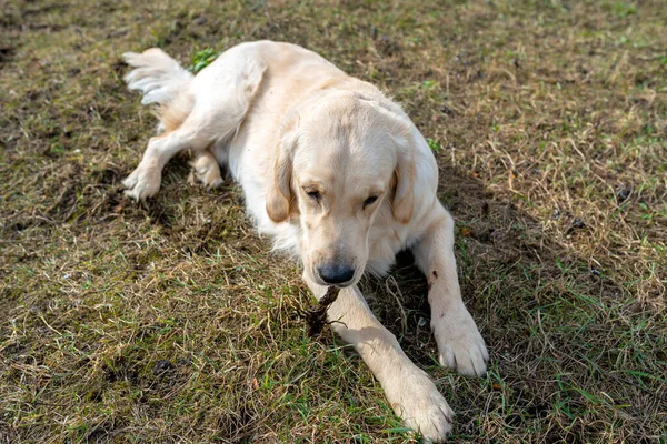 一只年轻的雄性金毛猎犬躺在草地上啃根 — 图库照片