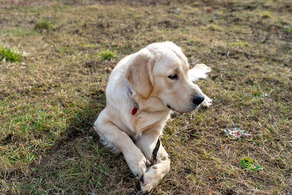 一只年轻的雄性金毛猎犬躺在草地上 爪子中间有一点根 — 图库照片