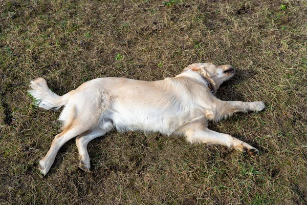 Young Male Golden Retriever Lies Grass Gnaws Piece Root — Stock Photo, Image