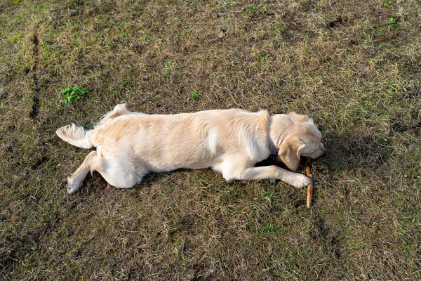 Young Male Golden Retriever Lies Grass Bites Stick — Stock Photo, Image