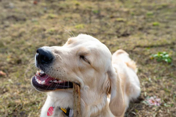 Egy Fiatal Férfi Golden Retriever Fekszik Fűben Megharap Egy Botot — Stock Fotó