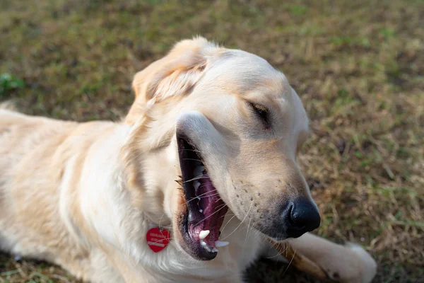 Genç Bir Golden Retriever Köpeği Çimenlerde Yatar Bir Sopayı Isırır — Stok fotoğraf