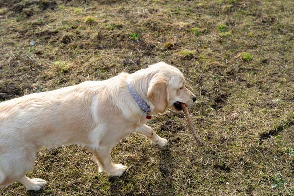 年轻的雄性金毛猎犬在后院跑着 嘴里衔着棍子 玩得很开心 — 图库照片