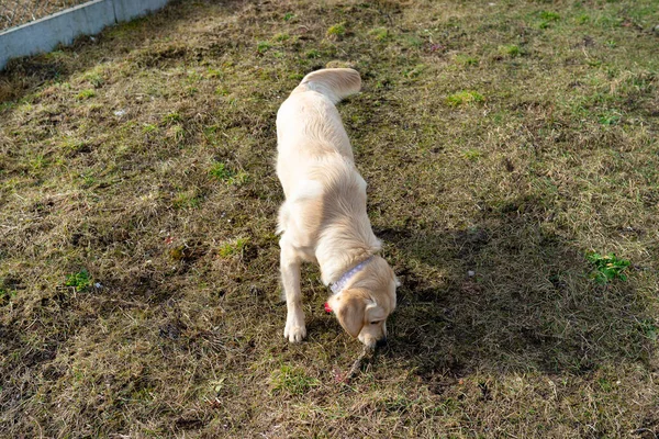 年轻的雄性金毛猎犬在后院跑着 嘴里衔着棍子 玩得很开心 — 图库照片