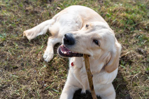 一只年轻的雄性金毛猎犬躺在草地上咬着一根棍子 — 图库照片