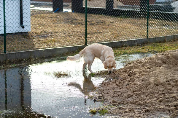 Young Male Golden Retriever Stands Pool Water Digging Pile Sand — Stock Photo, Image