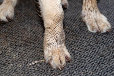 Terasın önünde kirli pençeleri olan genç bir golden retriever oturuyor ve eve girmek için bekliyor..