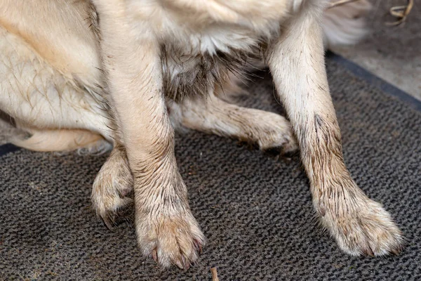 一只年轻的雄性金毛猎犬 长着肮脏的爪子 坐在平台前等待着进入屋子 — 图库照片