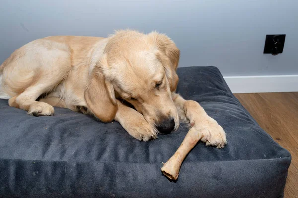 Young male golden retriever is eating a bone in a playpen on modern vinyl panels in the living room of the home.