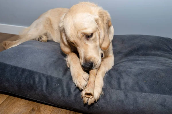 Jovem Homem Golden Retriever Está Comendo Osso Playpen Painéis Vinil — Fotografia de Stock