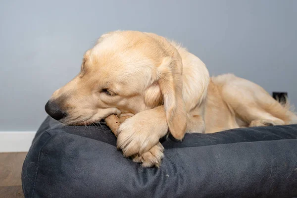 Young male golden retriever is eating a bone in a playpen on modern vinyl panels in the living room of the home.