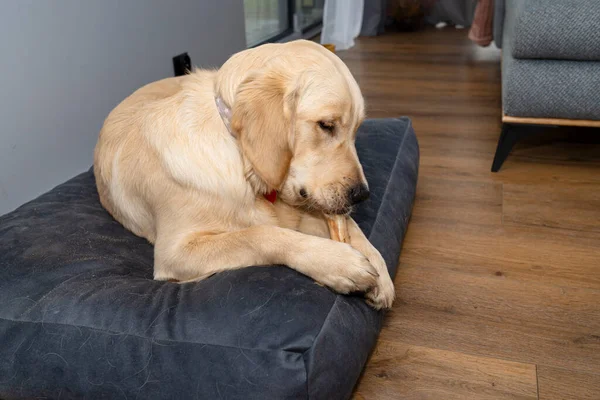 Young male golden retriever is eating a bone in a playpen on modern vinyl panels in the living room of the home.