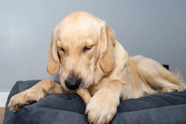 Young male golden retriever is eating a bone in a playpen on modern vinyl panels in the living room of the home.