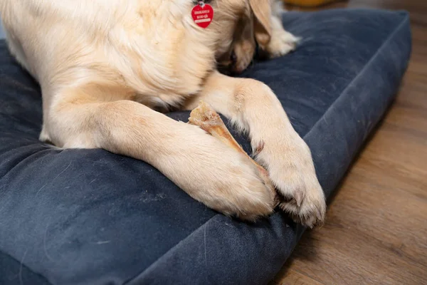 Jovem Homem Golden Retriever Está Comendo Osso Playpen Painéis Vinil — Fotografia de Stock