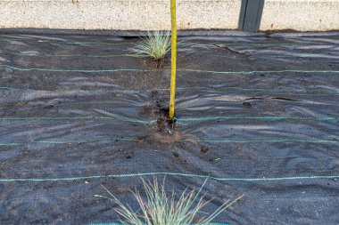 The plowed garden in front of the fence in the house, covered with black agrofiber, planted fescue blue and hakuro willow.