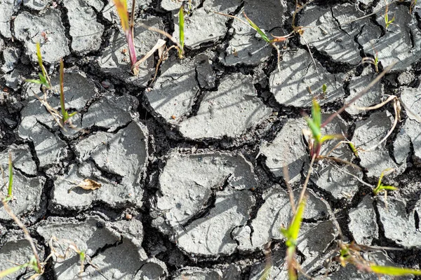 Green Grass Weeds Breaking Dried Cracked Soil — Zdjęcie stockowe