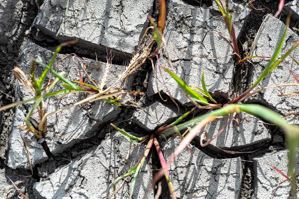 Green Grass Weeds Breaking Dried Cracked Soil — Fotografia de Stock