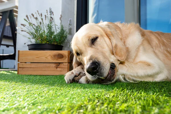 A young male golden retriever is eating a bone outside in front of a patio window on artificial grass.