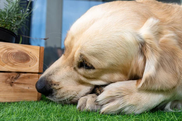 A young male golden retriever is eating a bone outside in front of a patio window on artificial grass.