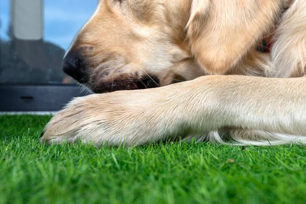 A young male golden retriever is eating a bone outside in front of a patio window on artificial grass.