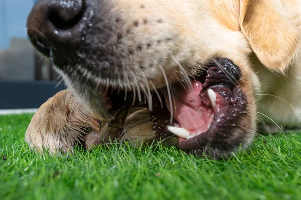 A young male golden retriever is eating a bone outside in front of a patio window on artificial grass.